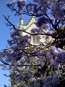 Wisteria at Sidney Sussex