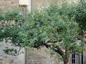 Newton's Apple Tree